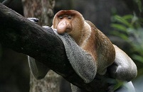 Proboscis Monkey